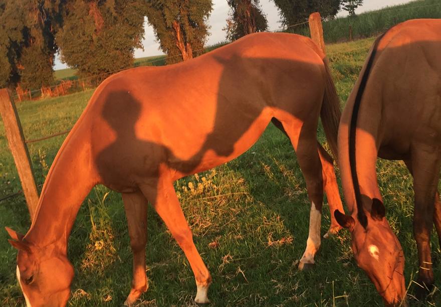Cavalos pastando ao entardecer